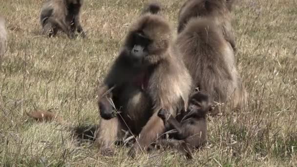 Monkey Baboons Young Baboons Chew Eat Meadow Day Wildlife African — Stock Video