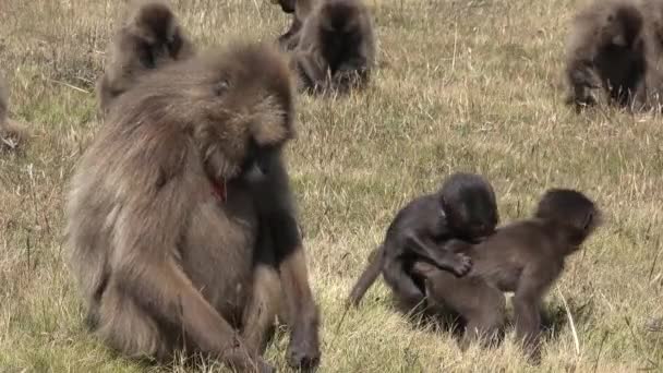 Macaco Babuínos Jovens Babuínos Mastigam Comem Prado Durante Dia Vida — Vídeo de Stock