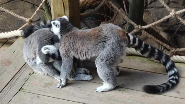 Familia Lemur Lémures Cola Anillada Sentados Zoológico Mirando Alrededor Lamiéndose — Vídeo de stock