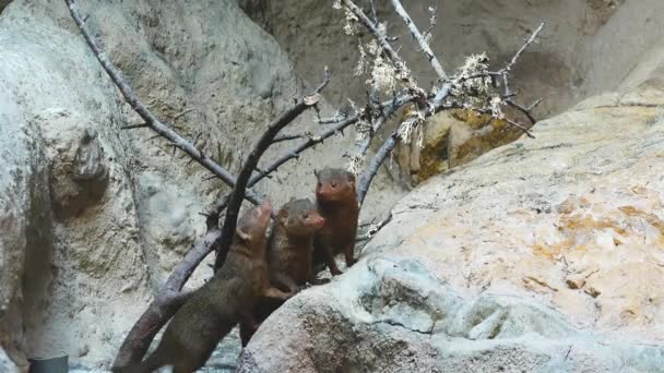 그라운드 다람쥐 동물의 자유를 보호합니다 다람쥐의 친절한 설치류의 자연적인 포유류의 — 비디오