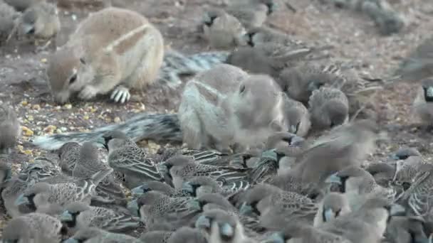 地面松鼠家庭 保护动物自由 友好的松鼠小组啮齿动物的自然行为 哺乳动物的大家族 沙漠野生动物 — 图库视频影像