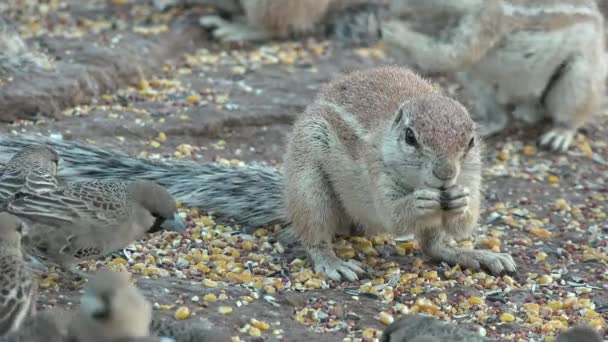 地面松鼠家庭 保护动物自由 友好的松鼠小组啮齿动物的自然行为 哺乳动物的大家族 沙漠野生动物 — 图库视频影像