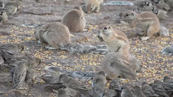 グラウンドリスファミリー 動物の自由を守る リスのフレンドリーなチーム ロッドの自然な振る舞い 大きな哺乳類の家族 砂漠の野生生物 — ストック動画