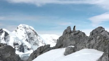  Antarktika 'daki penguenler. Antarktika buzu ve kuşlar, çevrenin korunması. Antarktika kıyılarında dinlenen bir grup gentoo pengueni. Vahşi yaşam. Kuzey Kutbu manzarası.
