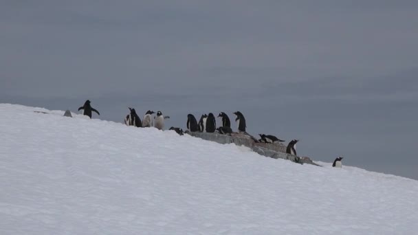 Tučňáci Antarktidě Antarktický Led Ptáci Ochrana Životního Prostředí Skupina Gentoo — Stock video