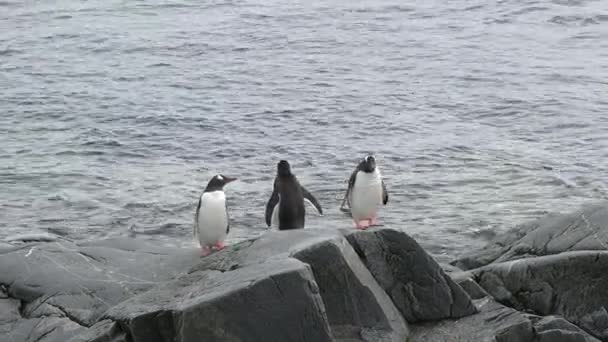 Penguins Antarctica Antarctic Ice Birds Protection Environment Group Gentoo Penguins — Stock Video