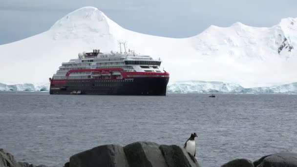 南極のペンギン 南極の氷と鳥 環境の保護 南極の海岸で休んでいるゲントーペンギンのグループ 野生生物 北極圏の風景 — ストック動画