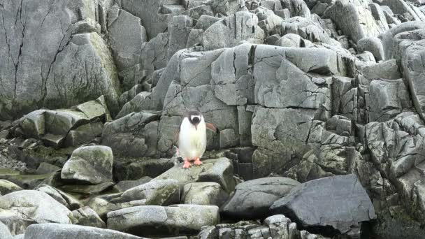 Pingviner Antarktis Antarktis Och Fåglar Miljöskydd Grupp Gentoo Pingviner Vilar — Stockvideo