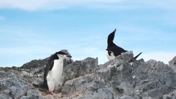 Antarktika Daki Penguenler Antarktika Buzu Kuşlar Çevrenin Korunması Antarktika Kıyılarında — Stok video