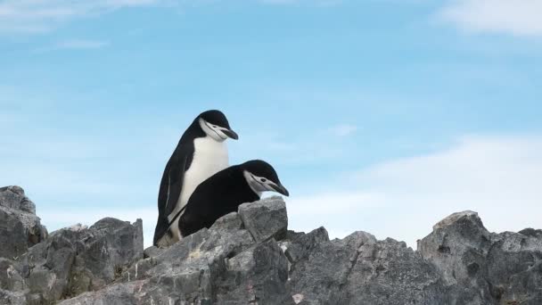 南極のペンギン 南極の氷と鳥 環境の保護 南極の海岸で休んでいるゲントーペンギンのグループ 野生生物 北極圏の風景 — ストック動画