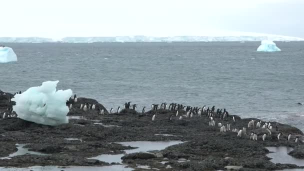 Пінгвіни Антарктиді Антарктичний Лід Птахи Захист Навколишнього Середовища Група Дженто — стокове відео