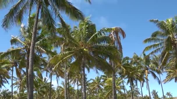 Pálmafa Óceán Homokos Partján Kék Tengeri Hullámok Fényes Háttér Egy — Stock videók