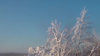 Ağaç dallarında kar. Güneşli bir kış sabahı. Kış Tipi. Romantik sisli günbatımıyla muhteşem bir kış manzarası. Harika soğuk bir gün. 2024 Mutlu Yıllar Teması.