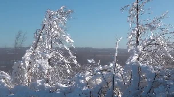 木の枝に雪が降っている 晴れた冬の朝 ウィンター ブリザード ロマンチックな霧の日没と素晴らしい冬の風景 すばらしい寒い日でした 2024 ハッピーニューイヤーテーマ — ストック動画