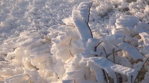 Neige Sur Les Branches Des Arbres Matin Hiver Ensoleillé Blizzard — Video