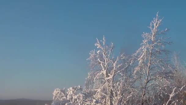 Neve Galhos Árvore Manhã Inverno Ensolarada Inverno Nevasca Paisagem Inverno — Vídeo de Stock