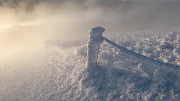 Neige Sur Les Branches Des Arbres Matin Hiver Ensoleillé Blizzard — Video