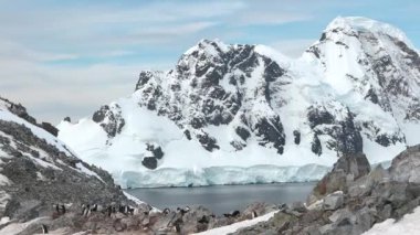 Vahşi yaşam. Antarktika 'daki penguenler. İklim Değişimi ve Küresel Isınma. Penguenler, yaklaşın. Dağ Sırası, Kar, Hayvanlar, Kuşlar, Gentoo Civcivi, Bebek,