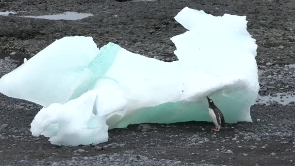 Dzika Przyroda Pingwiny Antarktydzie Zmiany Klimatu Globalne Ocieplenie Pingwiny Zamykają — Wideo stockowe