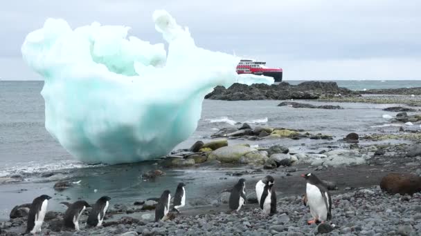 Άγρια Ζωή Πιγκουίνοι Στην Ανταρκτική Κλιματική Αλλαγή Και Υπερθέρμανση Του — Αρχείο Βίντεο