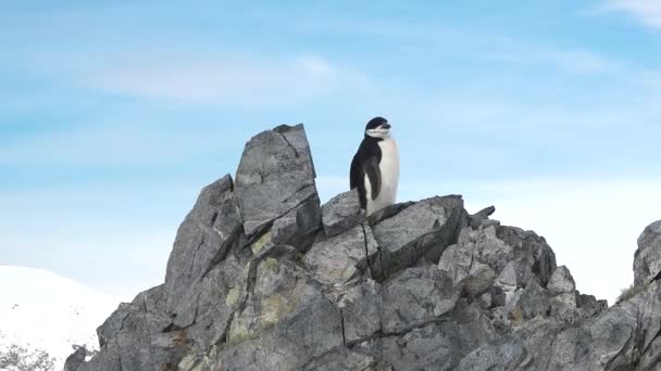 Wilde Dieren Pinguïns Antarctica Klimaatverandering Aardopwarming Pinguïns Sluiten Bergketen Sneeuw — Stockvideo