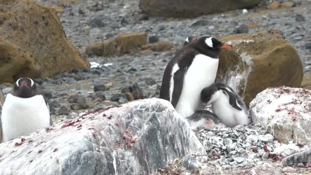 Vadvilág Pingvinek Antarktiszon Éghajlatváltozás Globális Felmelegedés Pingvinek Közelednek Hegylánc Állatok — Stock videók