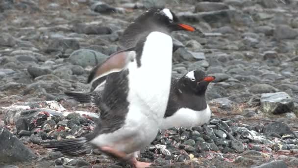 Vida Selvagem Pinguins Antártida Mudanças Climáticas Aquecimento Global Pinguins Close — Vídeo de Stock