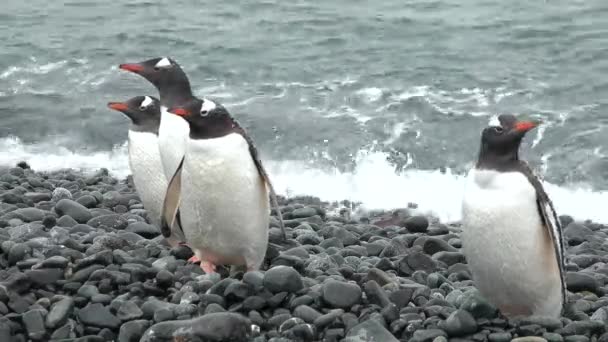 Divoká Zvěř Tučňáci Antarktidě Změna Klimatu Globální Oteplování Tučňáci Zavřít — Stock video