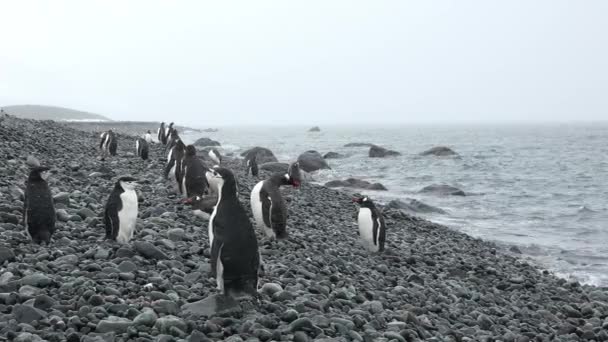 Vida Silvestre Pingüinos Antártida Cambio Climático Calentamiento Global Pingüinos Cerca — Vídeo de stock