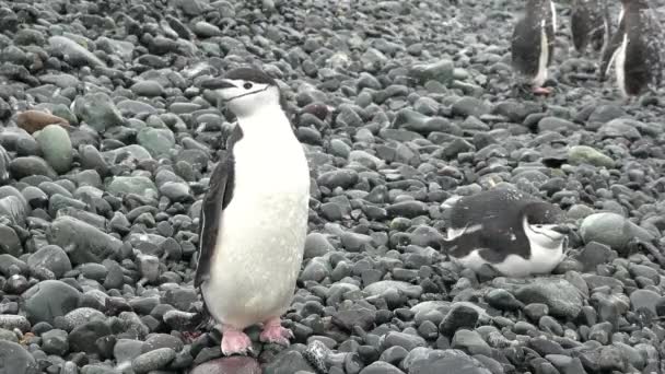 Wildlife Penguins Antarctica Climate Change Global Warming Penguins Close Mountain — Stock Video