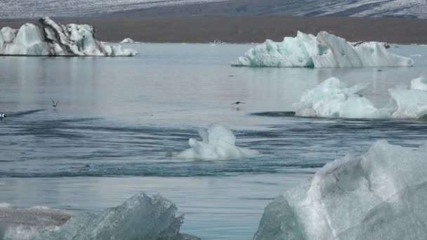 Ледники Айсберги Глобальное Потепление Изменение Климата Погоды Повышение Средней Температуры — стоковое видео