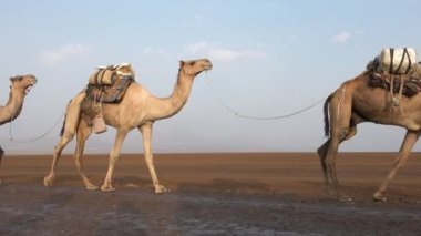 Çöldeki kervan. Çölde, güneşin ısıttığı kumlarda yürüyen genç develerin kervanı. Çölü develerle geçen bir kervanın havadan görünüşü..