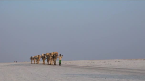 Przyczepa Pustyni Przyczepa Młodych Wielbłądów Przemierzających Pustynię Ogrzanych Słońcem Piaskach — Wideo stockowe
