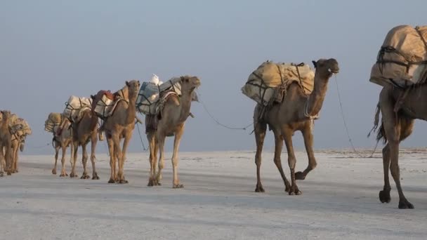 Caravana Desierto Caravana Jóvenes Camellos Caminando Por Desierto Las Arenas — Vídeos de Stock