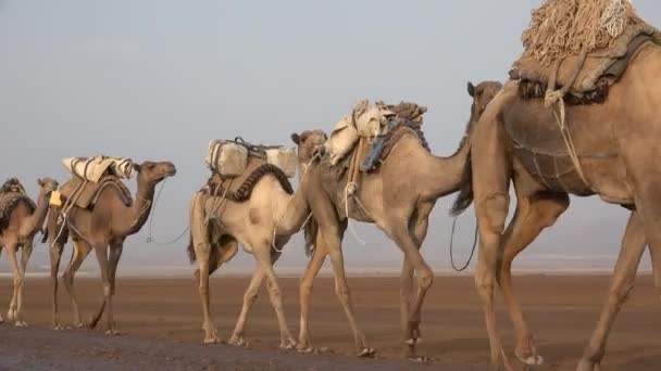 砂漠でキャラバン 若いラクダのキャラバンは砂漠を歩き 太陽熱の砂で歩いています ラクダで砂漠を横断するキャラバンの空中ビュー — ストック動画
