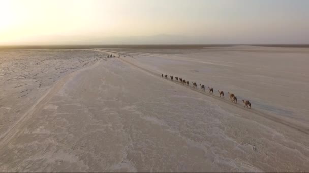 砂漠でキャラバン 若いラクダのキャラバンは砂漠を歩き 太陽熱の砂で歩いています ラクダで砂漠を横断するキャラバンの空中ビュー — ストック動画
