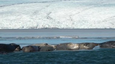 Kürk fok kolonisi. Atlantik Okyanusu kıyısı. Vahşi yaşam. Kumsaldaki hayvanlar..