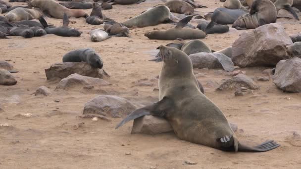 Fur Seals Colony Atlantic Ocean Coast Wildlife Animals Beach — Stock Video
