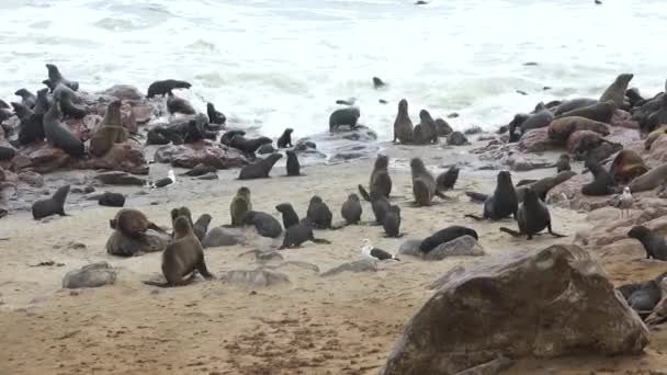 Pelzrobbenkolonie Atlantikküste Wildtiere Tiere Strand — Stockvideo