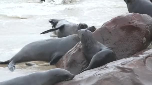 Kolonia Pieczęci Futra Wybrzeże Oceanu Atlantyckiego Dzika Przyroda Zwierzęta Plaży — Wideo stockowe