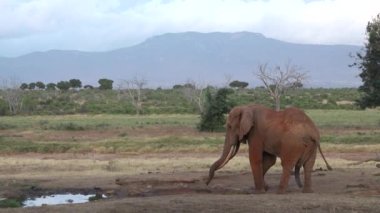 Fil Ailesi Harekete Geçti. Savanadaki vahşi yaşam. Beş büyük hayvan. Afrika savanasındaki filler. Ormanda yürüyen vahşi Afrika filinin portresi..