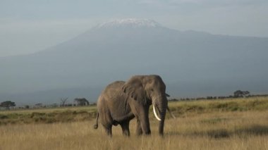Fil Ailesi Harekete Geçti. Savanadaki vahşi yaşam. Beş büyük hayvan. Afrika savanasındaki filler. Ormanda yürüyen vahşi Afrika filinin portresi..