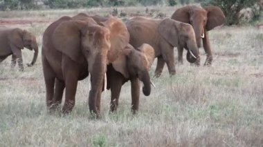 Fil Ailesi Harekete Geçti. Savanadaki vahşi yaşam. Beş büyük hayvan. Afrika savanasındaki filler. Ormanda yürüyen vahşi Afrika filinin portresi..