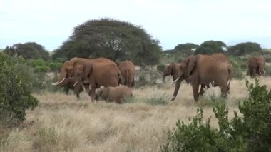 Fil Ailesi Harekete Geçti. Savanadaki vahşi yaşam. Beş büyük hayvan. Afrika savanasındaki filler. Ormanda yürüyen vahşi Afrika filinin portresi..