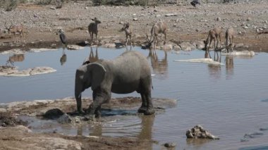 Fil Ailesi Harekete Geçti. Savanadaki vahşi yaşam. Beş büyük hayvan. Afrika savanasındaki filler. Ormanda yürüyen vahşi Afrika filinin portresi..