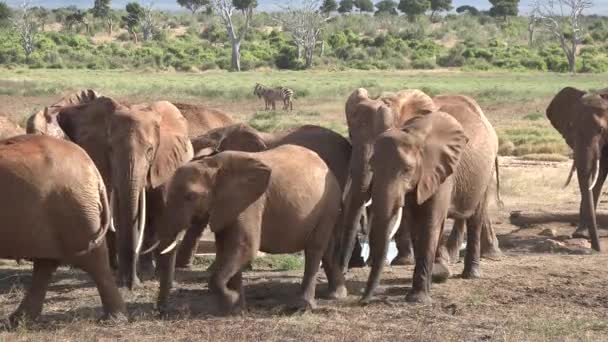 移動するゾウの家族 サバンナの野生生物 大きな5匹の動物 アフリカのサバンナのゾウたち 森の中を歩く野生のアフリカゾウの肖像 — ストック動画