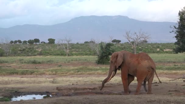 Familjen Elefanter Väg Vilt Savann Fem Stora Djur Elefanter Den — Stockvideo