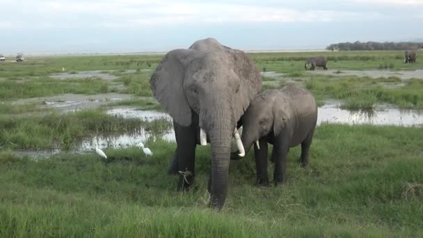 Rodina Slonů Pohybu Divoká Zvěř Savanně Velkých Pět Zvířat Sloni — Stock video
