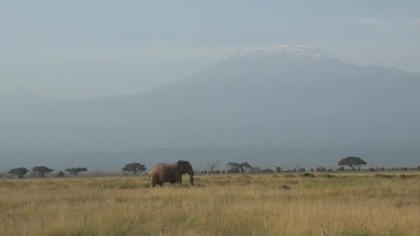 Familia Elefantes Movimiento Vida Silvestre Sabana Cinco Animales Grandes Elefantes — Vídeo de stock