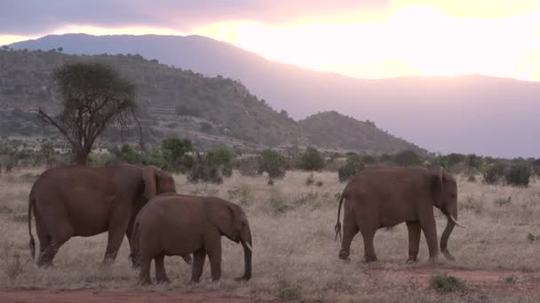 移動するゾウの家族 サバンナの野生生物 大きな5匹の動物 アフリカのサバンナのゾウたち 森の中を歩く野生のアフリカゾウの肖像 — ストック動画